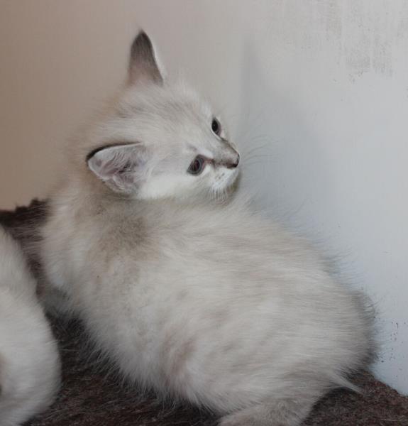 Siberian Cat Kittens